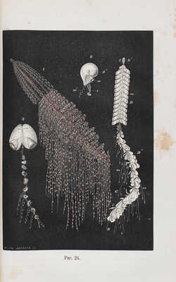 Фохт К. Зоологические очерки, или Старое и новое из жизни людей и животных. СПб., 1864.